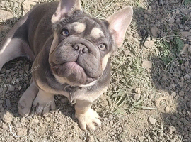 Big rope french bulldog