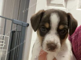 Jack Russell puppies