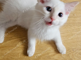 Fluffy, Friendly Ragdoll Kittens