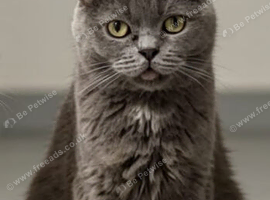 BLUE FEMALE PEDIGREE BRITISH SHORTHAIR