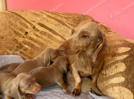 Pedigree miniature dachshund puppies