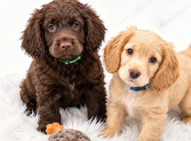 Stunning working cocker spaniel boys