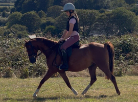 Quality 124cm Show Pony