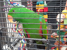 Lovely parrot