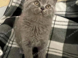 British shorthair Blue