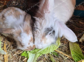 One lion head x lop male one rex x lop female