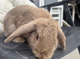 Beautiful English lop rabbit