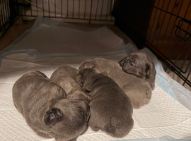 Five beautiful blue babies