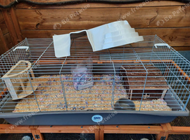 Small animal cage