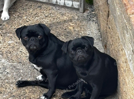 KC reg pug puppies