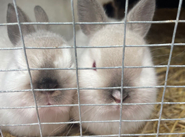 Boy  and girl Netherland dwarf