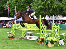 16.1h warmblood allrounder