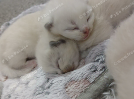 Ragdoll kittens