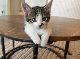 Kitten