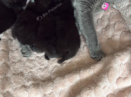 BshxTux kittens looking for forever loving homes