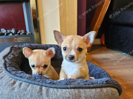 2 chihuahua puppies