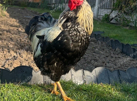 Bantam cockerels x2 free to a good home