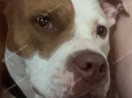 Staffordshire bull terrier x for sale.