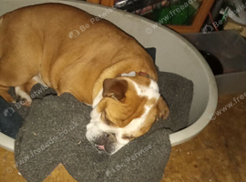Five year old English Bulldog Bitch