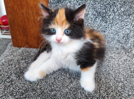 Beautiful fluffy calico kitten available