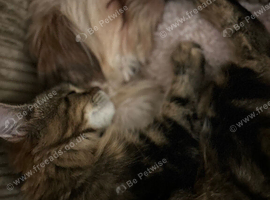 Maincoon x ragdoll