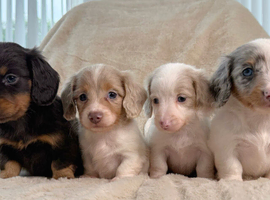 Kc miniature long haired dachshunds