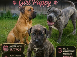 Boerboel mastiff girl puppy