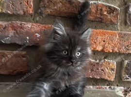 2 Maine Coon Fluff balls available!