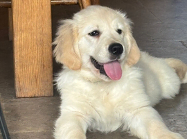 Kennel club registered golden retriever boy
