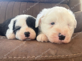 Old English Sheepdog Puppies