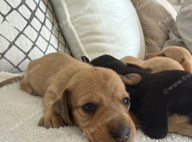 Beautiful litter of mini dachshunds dads longhair