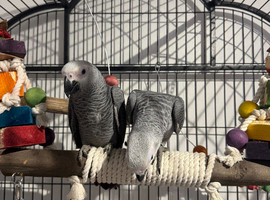 READY NOW STUNNING AFRICAN GREYS