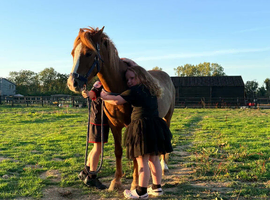 Red, 12.1/2 Welsh Cross gelding