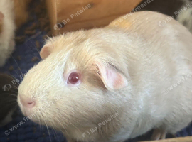Two female guinea pigs