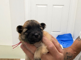 Pomeranian puppies 2 girls 1 boy