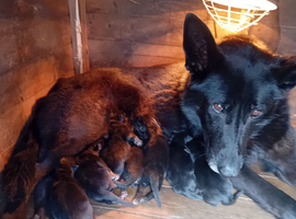 German shepherds pups 5 girls 3 girls 3 week old  now