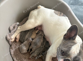 frenchie puppies for sale