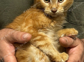 Red Girl Maine Coon Kitten