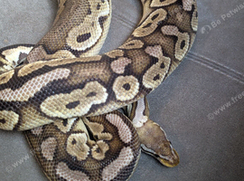 Cinnamon fire pastel het clown