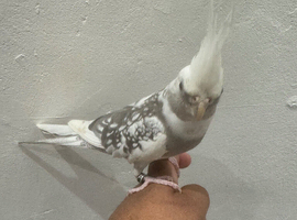 Tamed Cockatiel with Cage