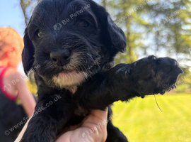 Beautiful Cockapoo Puppies &ndash; 3 Boys & 3 Girls  We are delighted to offer our gorgeous litter of 6 Cockapoo puppies looking for their forever homes.