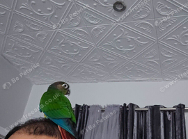 GC conure tamed