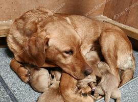 ☆☆☆☆Beautiful Fox Red Labrador Puppies☆☆☆☆