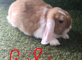 Pure mini lops