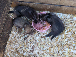 Ferrets for sale