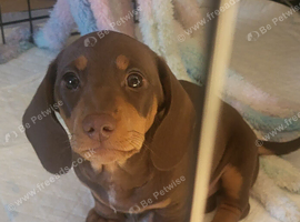 ​ Micro-Chipped & Fully Vet-Checked Miniature Dachshund Boys &ndash; Ready This Weekend!