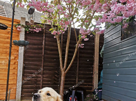 Golden Retriever for Stud