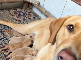 Labrador