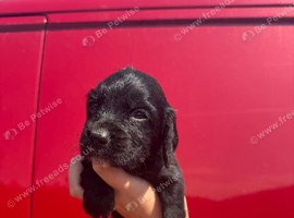 cocker spaniel puppies for sale