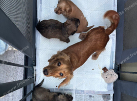 KC Cream mini dachshunds